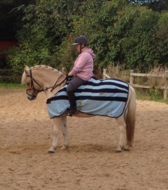 Fjordhest Milton (tidl. navn Claus) billede 16