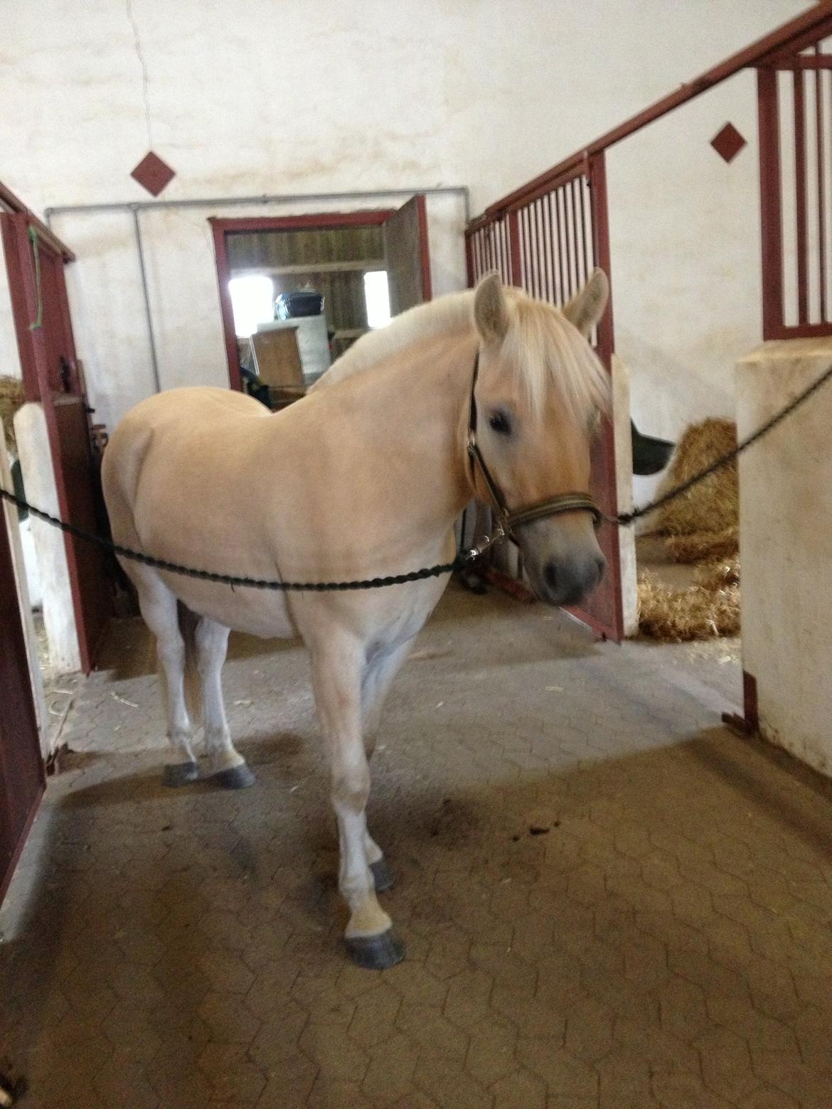 Fjordhest Milton (tidl. navn Claus) billede 17