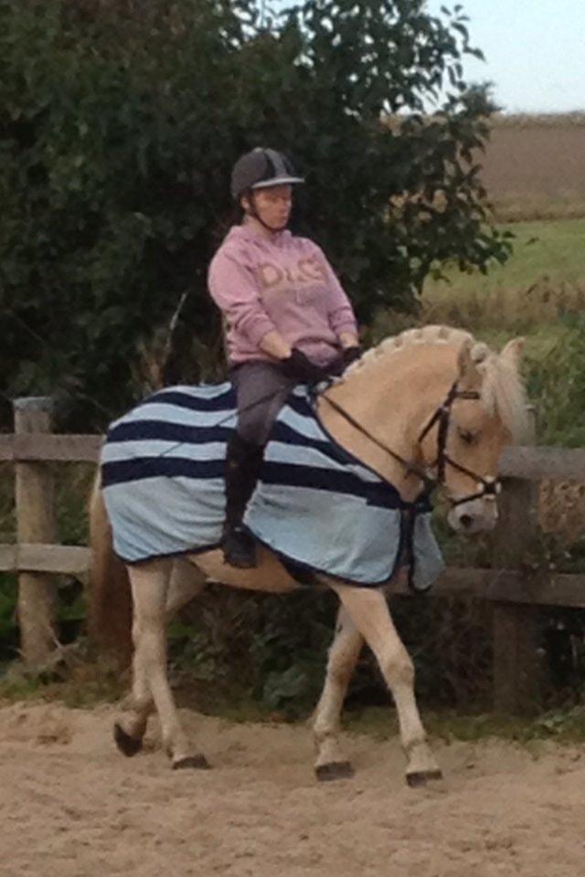 Fjordhest Milton (tidl. navn Claus) billede 18