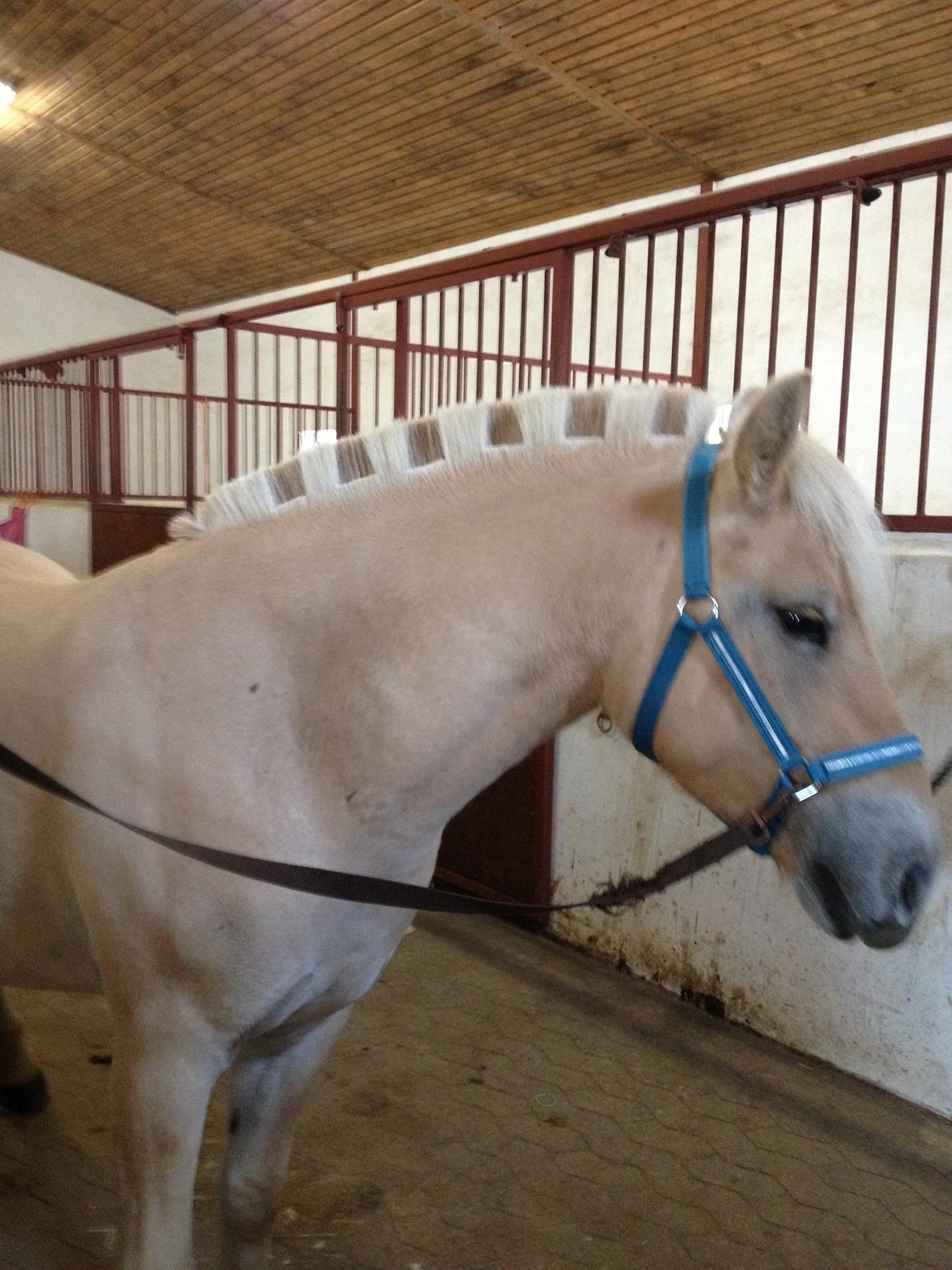 Fjordhest Milton (tidl. navn Claus) billede 19