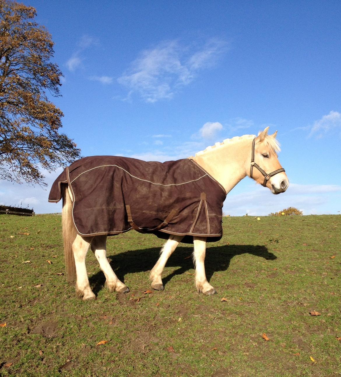 Fjordhest Milton (tidl. navn Claus) billede 20