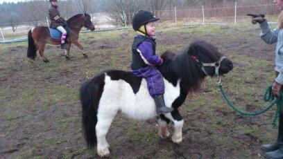 Shetlænder Rasmus Klump - kærlig opdragelse til hest og rytter billede 2