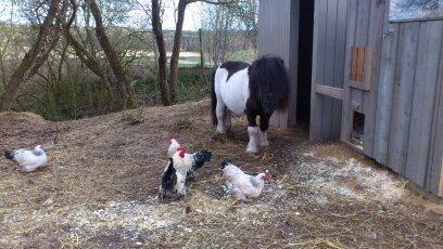 Shetlænder Rasmus Klump - på besøg i hønsegården billede 4
