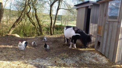 Shetlænder Rasmus Klump billede 5