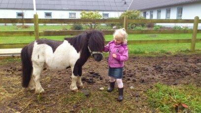 Shetlænder Rasmus Klump billede 7