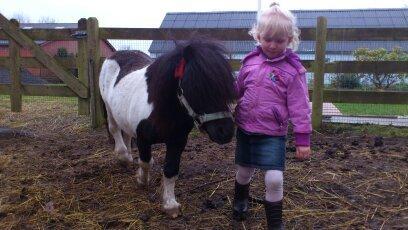 Shetlænder Rasmus Klump billede 8