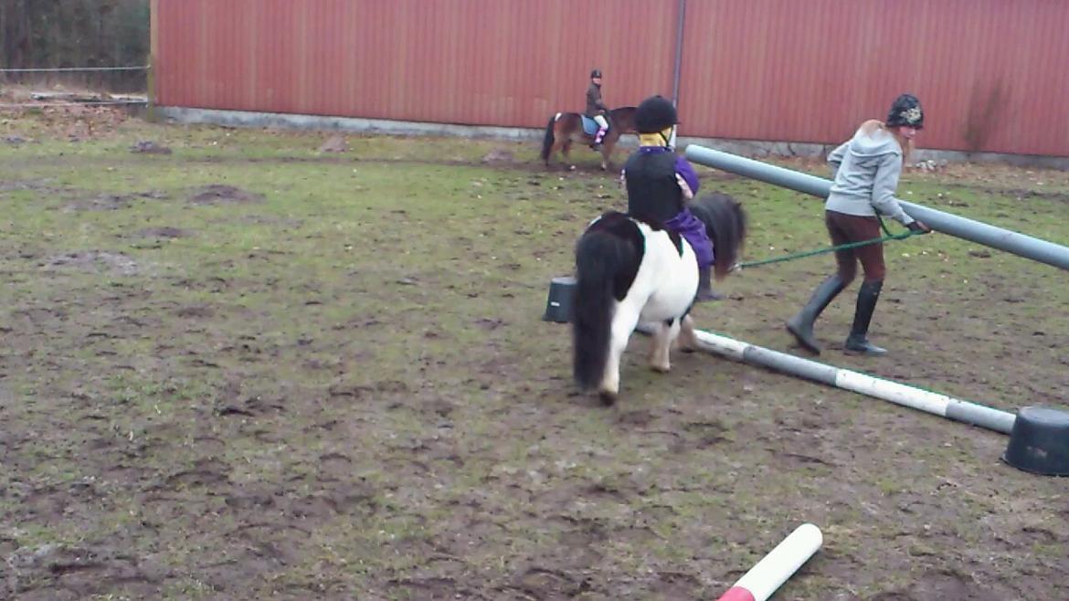 Shetlænder Rasmus Klump - bomtræning billede 9