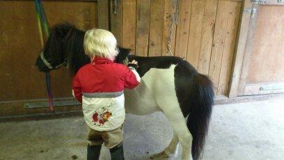 Shetlænder Rasmus Klump - så skal der strigles billede 12