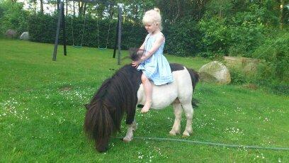 Shetlænder Rasmus Klump - Rasmus Klump billede 1