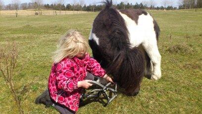Shetlænder Rasmus Klump - du skal altså have grime på! billede 15