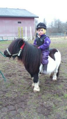 Shetlænder Rasmus Klump billede 3