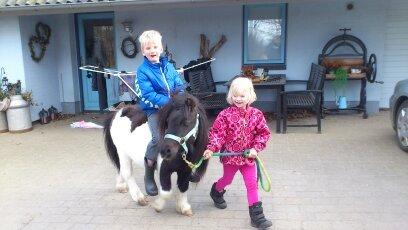 Shetlænder Rasmus Klump - storebror får en lille trækketur billede 16