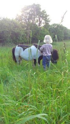 Shetlænder Rasmus Klump - Silje siger godnat en skøn sommeraften billede 10