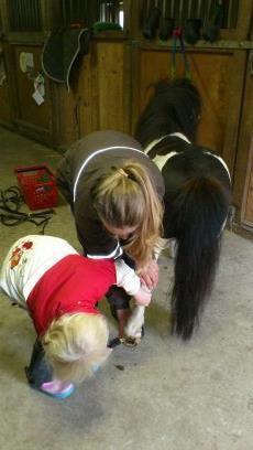 Shetlænder Rasmus Klump - lidt hjælp til hovene billede 11