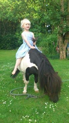 Shetlænder Rasmus Klump billede 13