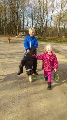 Shetlænder Rasmus Klump billede 17