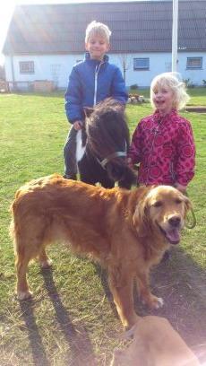 Shetlænder Rasmus Klump billede 18