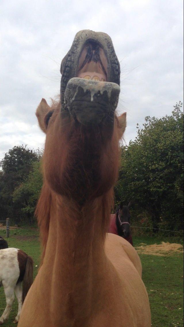 Anden særlig race Bertram billede 12