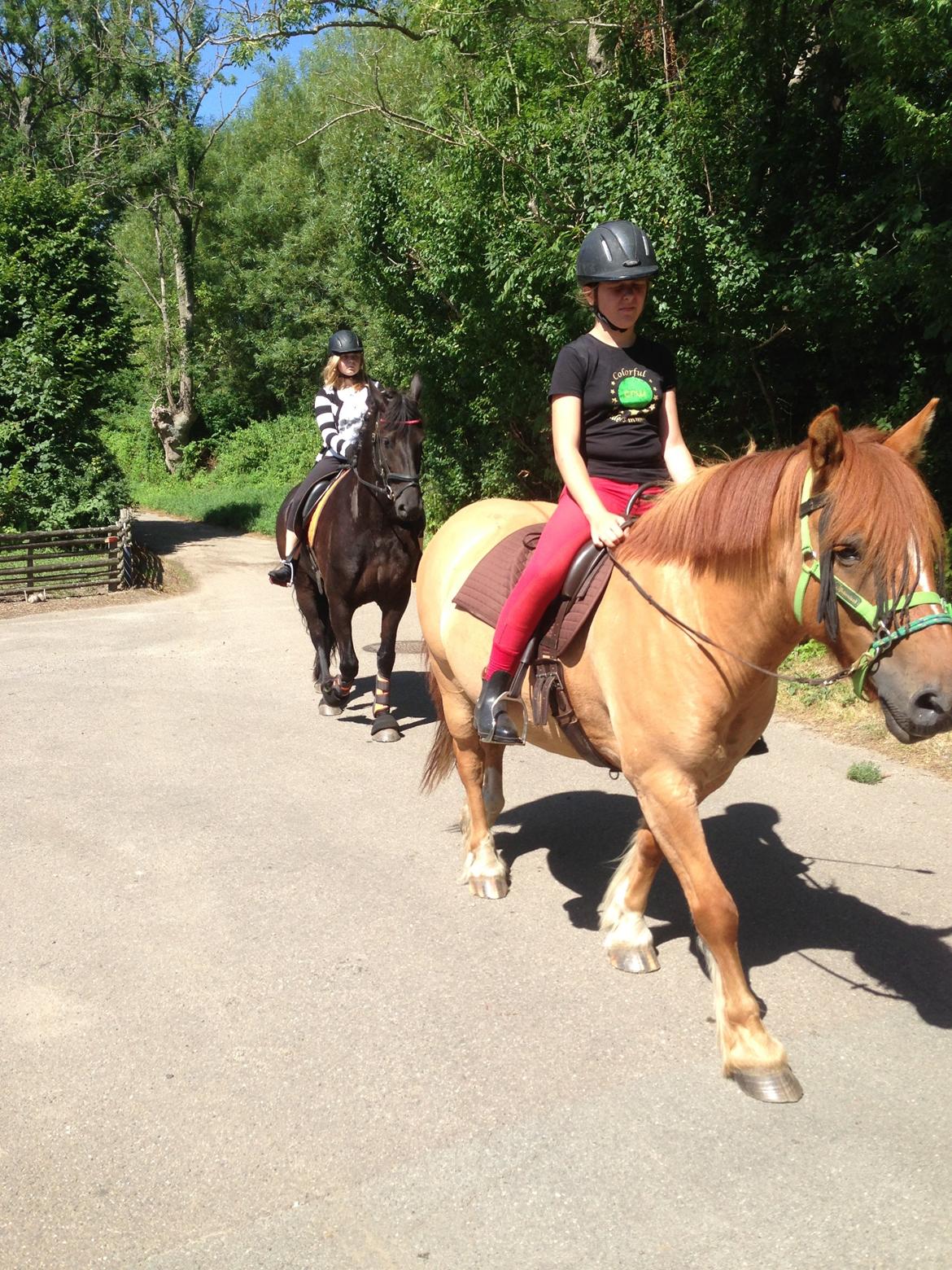 Anden særlig race Bertram billede 15