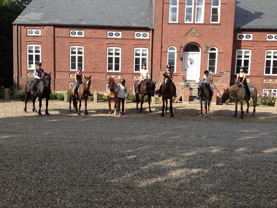 Anden særlig race Bertram billede 16