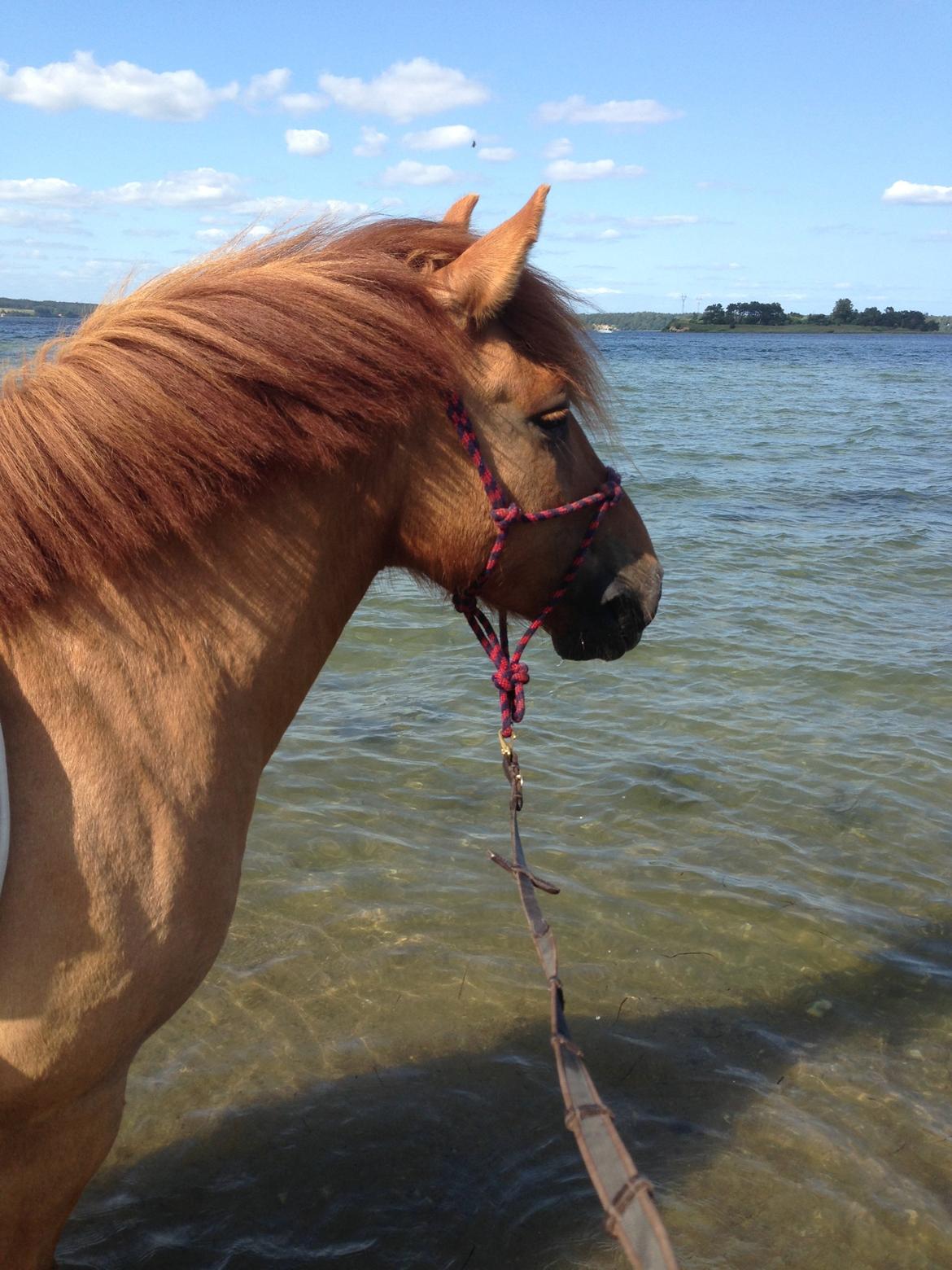Anden særlig race Bertram billede 19