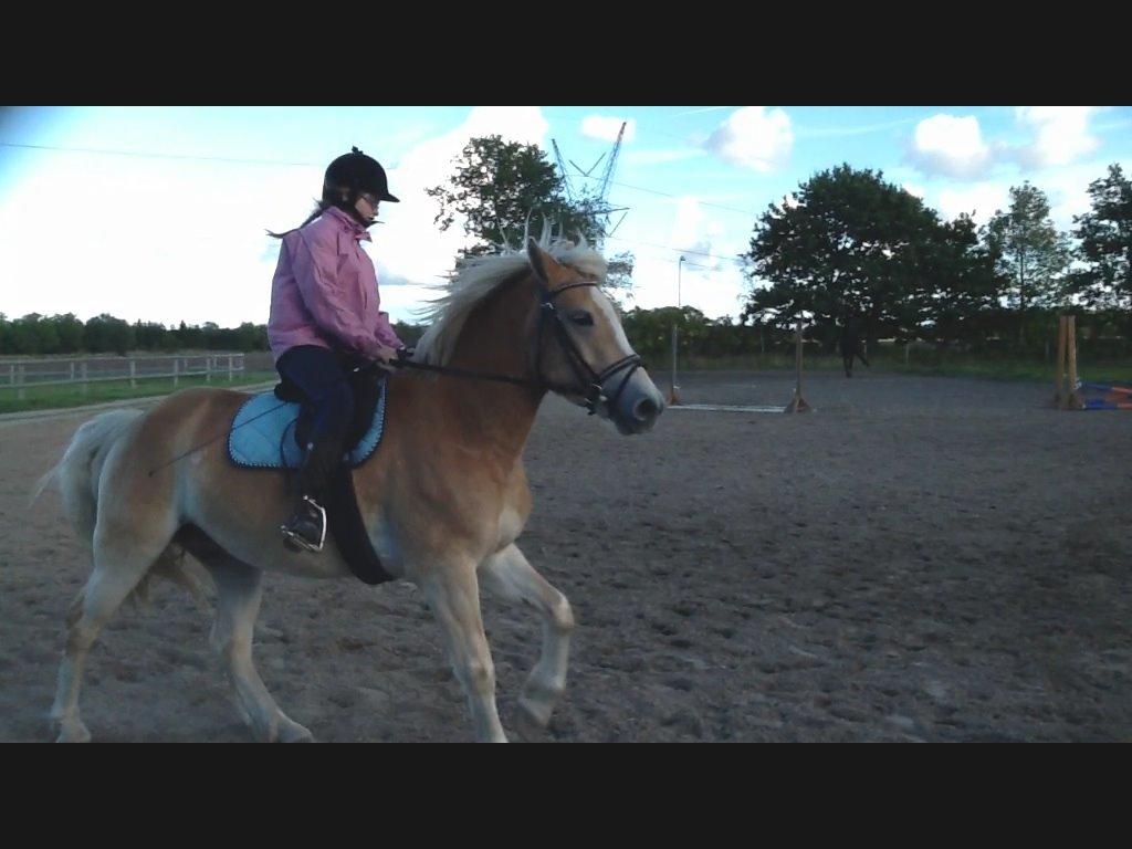 Haflinger Amigo (savnet) billede 14