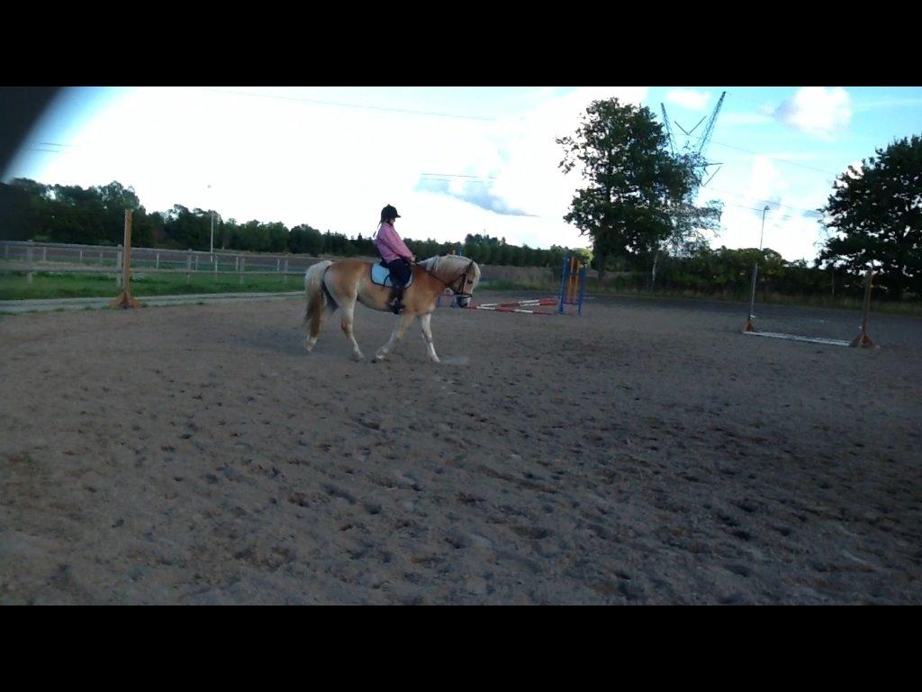 Haflinger Amigo (savnet) billede 15