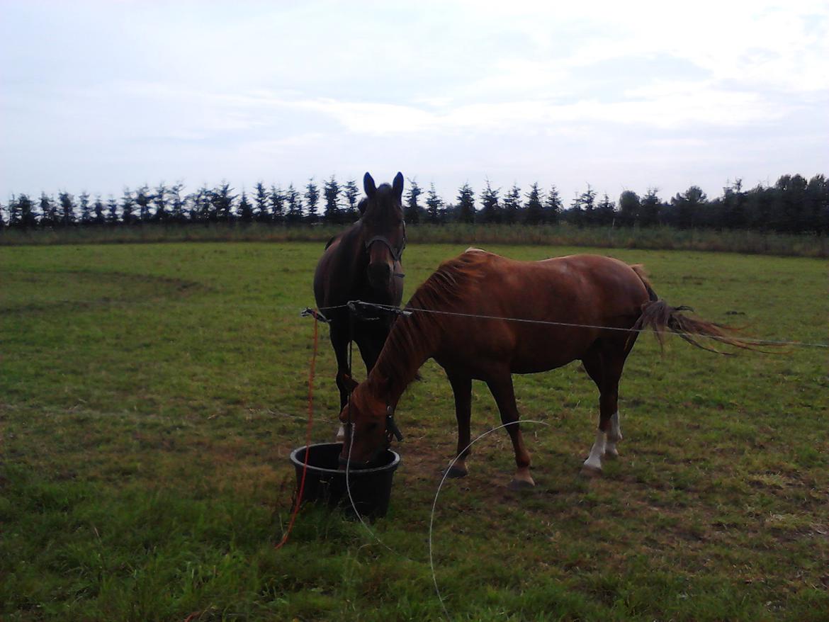 Anden særlig race Pugholm's Ferdinan - En ny ven til flokken- udadskildelige drenge :D 
Bøv og bøv!  billede 5