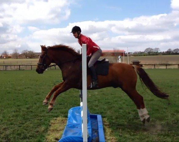 Anden særlig race Pugholm's Ferdinan - Springe kan han også, han er så nem!
på niveau med hestene på LE? 
Lidt sejt af en pony-dreng :D billede 3