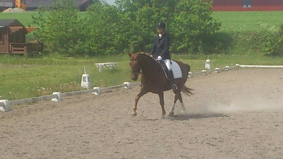 Anden særlig race Pugholm's Ferdinan - Drengens første stævne! 
SUPER. 
Lc1:60+ % 
lc3: 60+ % billede 2