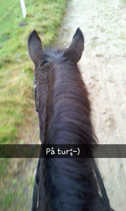 Anden særlig race Santos ¤rideskolepony¤ billede 8