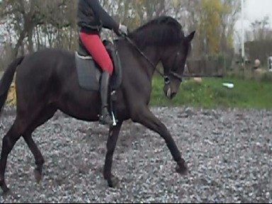 Anden særlig race Chili - Chili og Sara, dressurtræning. billede 18