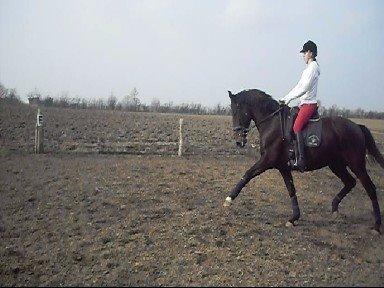 Anden særlig race Chili - Chili og Sara, dressurtræning. billede 15