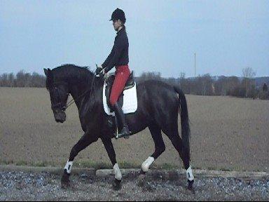 Anden særlig race Chili - Chili og Sara, dressurtræning. billede 13