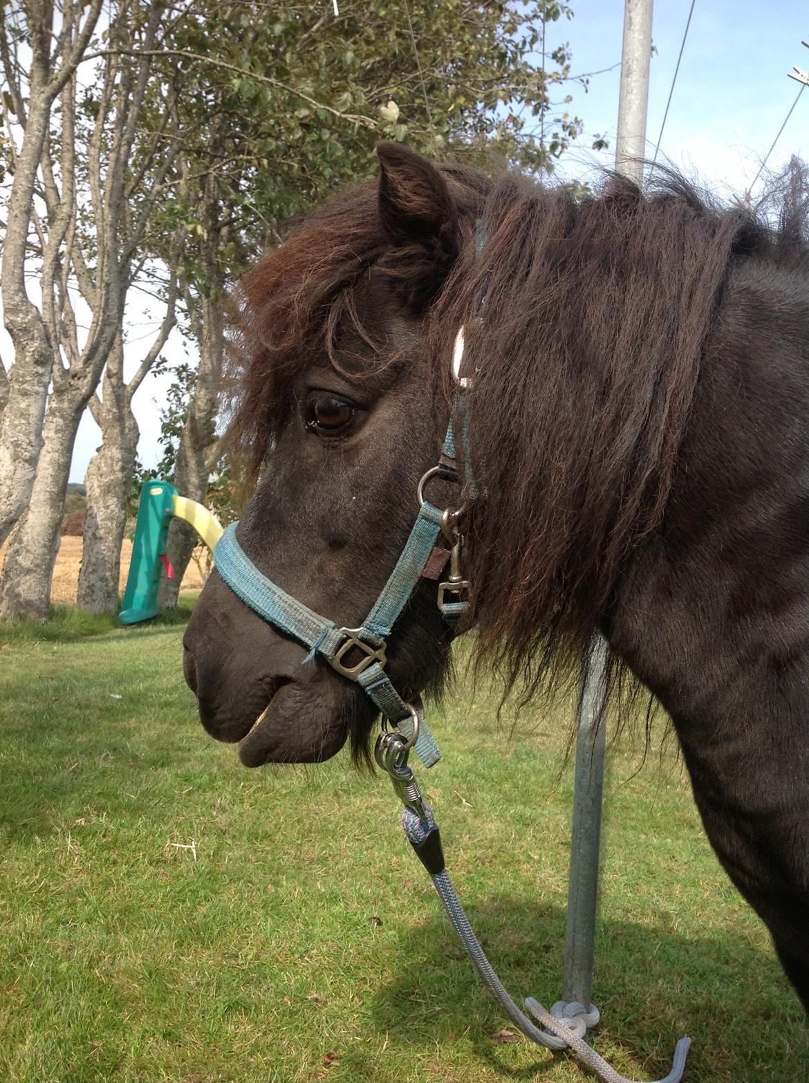 Shetlænder Søgaardens Rock<3 billede 3