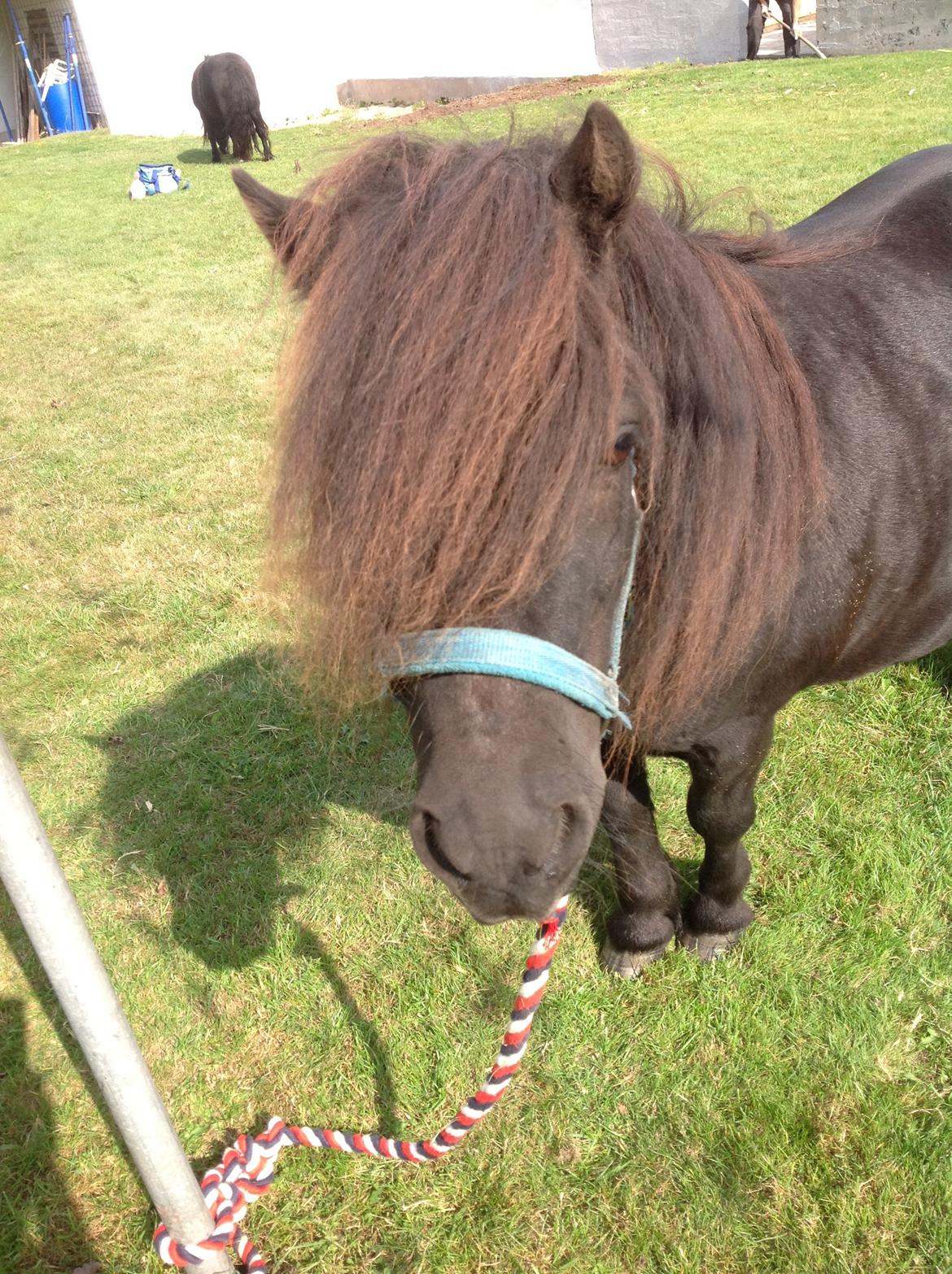 Shetlænder Søgaardens Rock<3 - smukke rockemand<3 billede 2