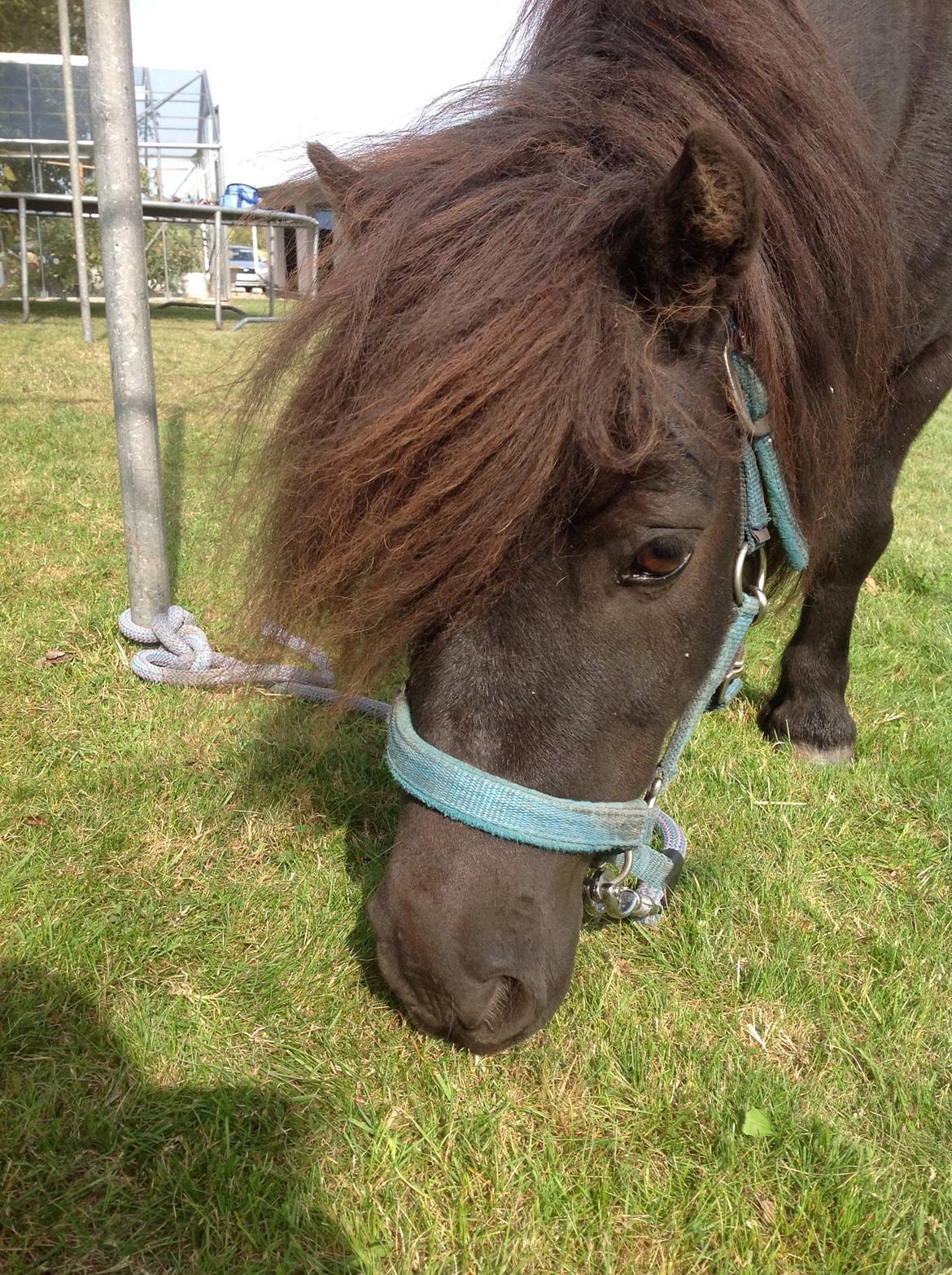 Shetlænder Søgaardens Rock<3 - jeg kan godt lide græs;D billede 4
