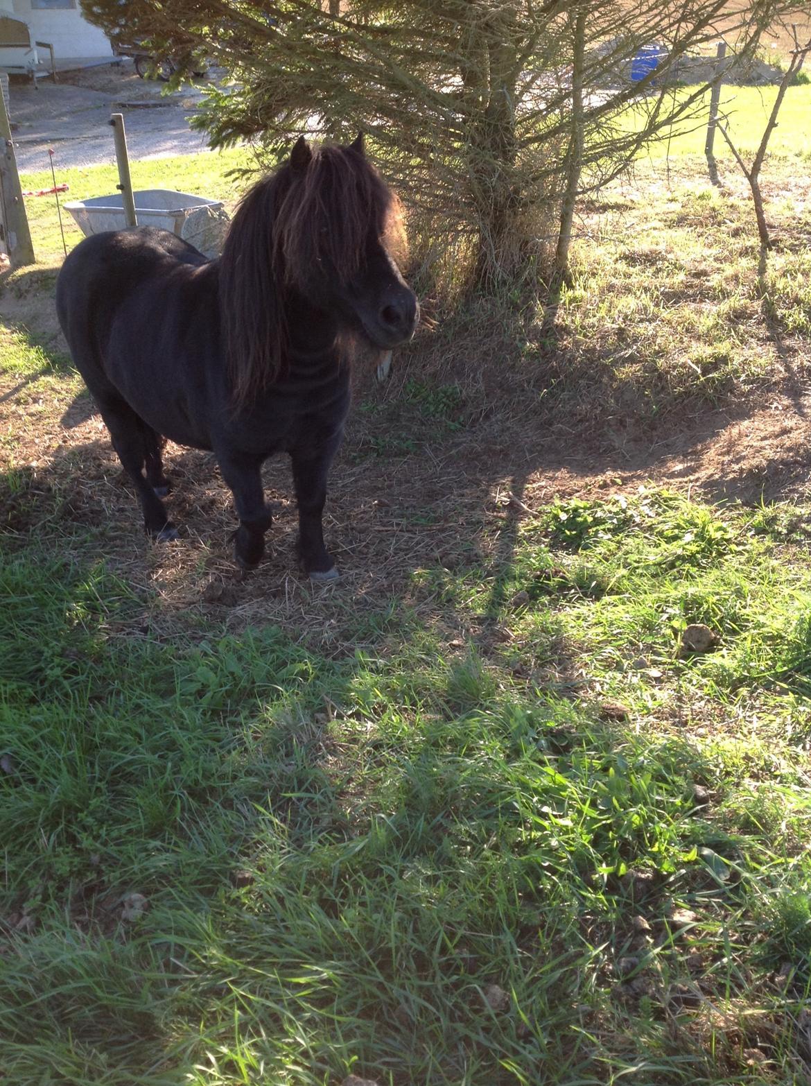 Shetlænder Søgaardens Rock<3 billede 5