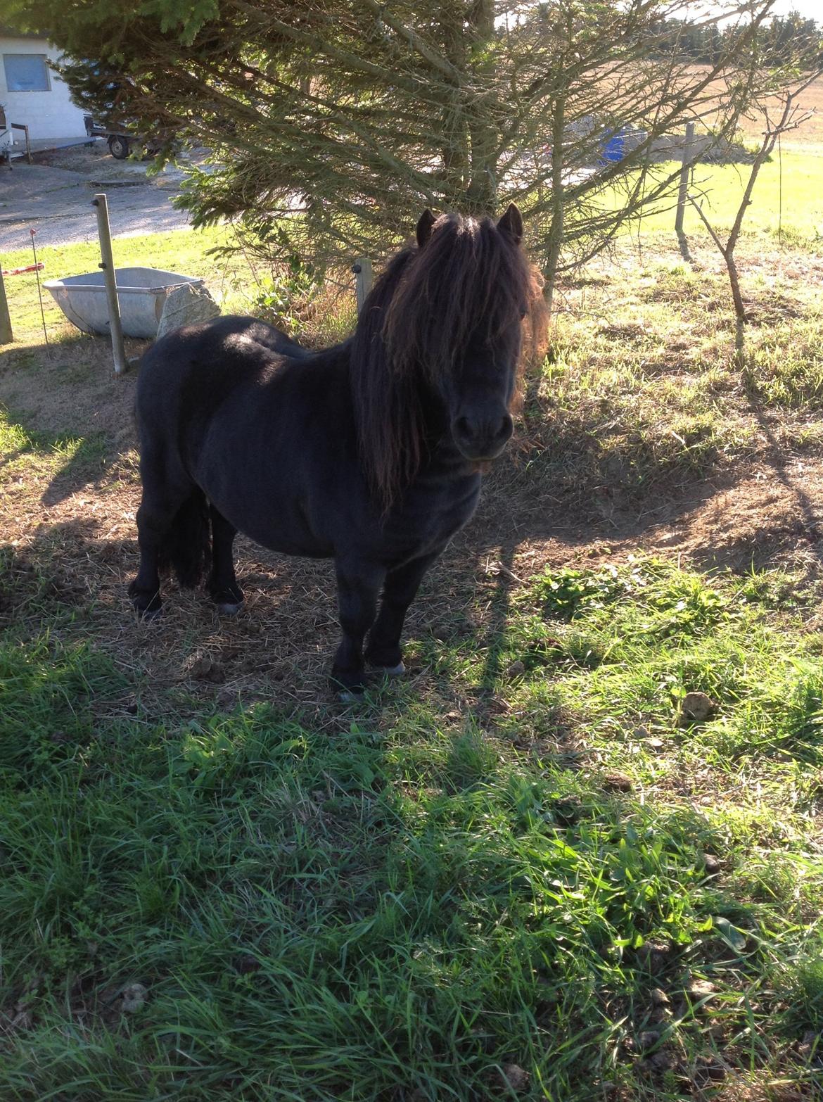Shetlænder Søgaardens Rock<3 - søgaardens rock<3
velkommen til rock profil<3<3 billede 1