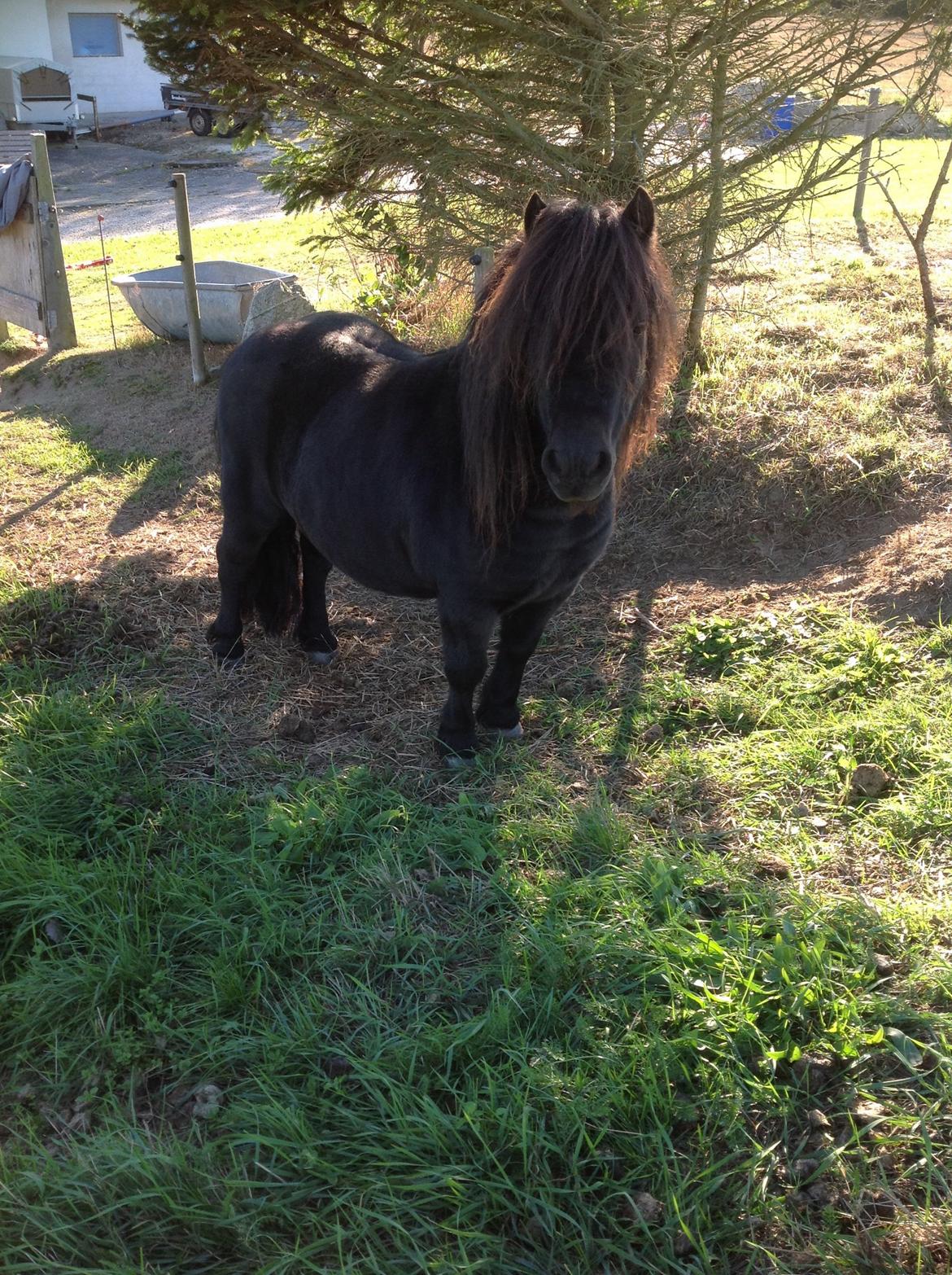 Shetlænder Søgaardens Rock<3 - flotte rock<3 billede 6
