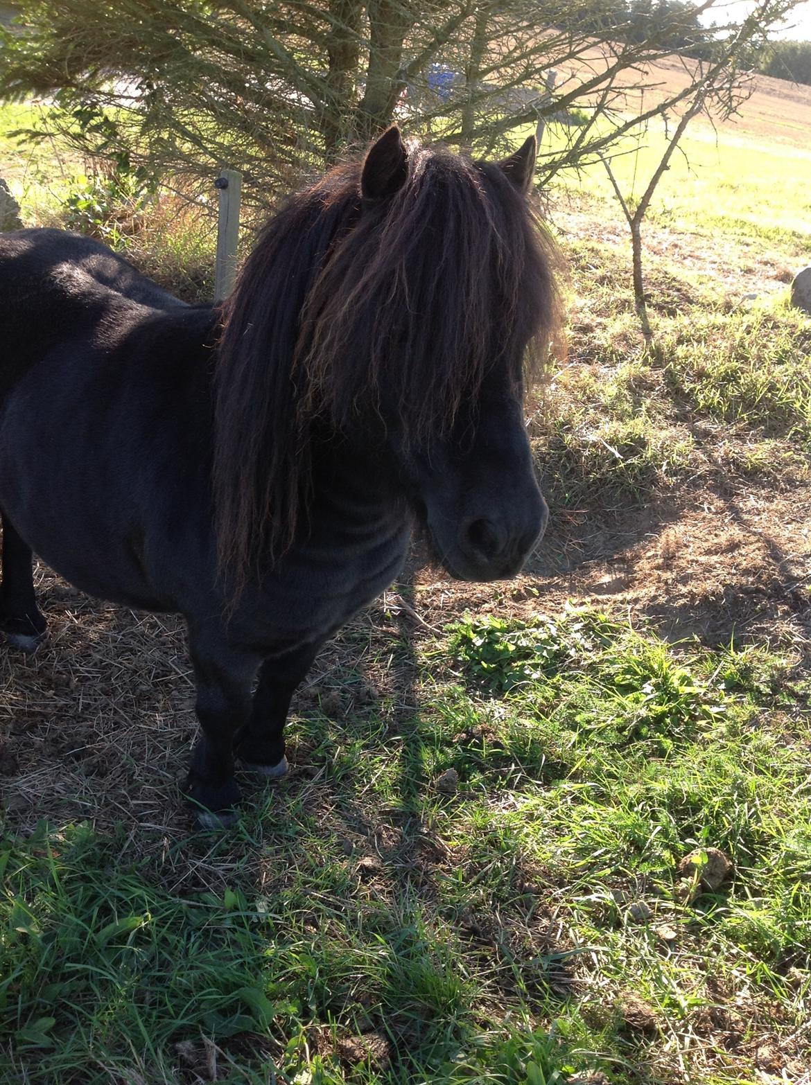 Shetlænder Søgaardens Rock<3 - <3<3<3 billede 7