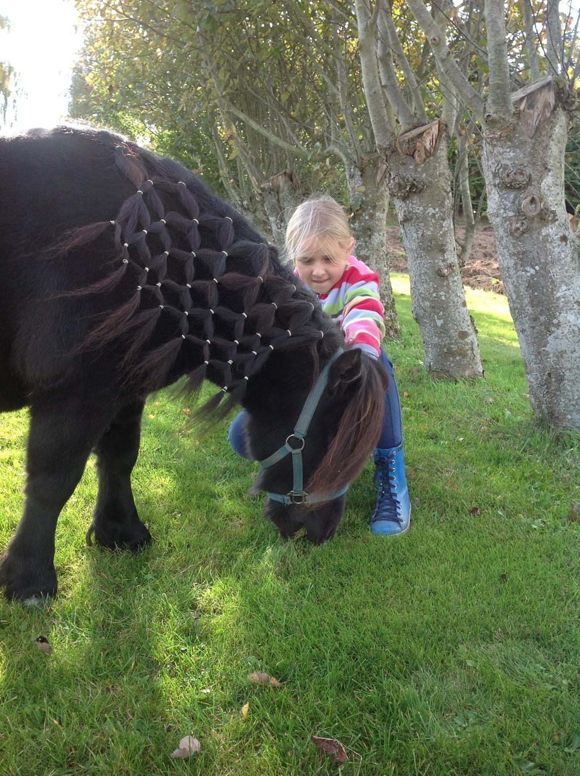 Shetlænder Søgaardens Rock<3 - mig og søde Anne-Cathrine<3 billede 9