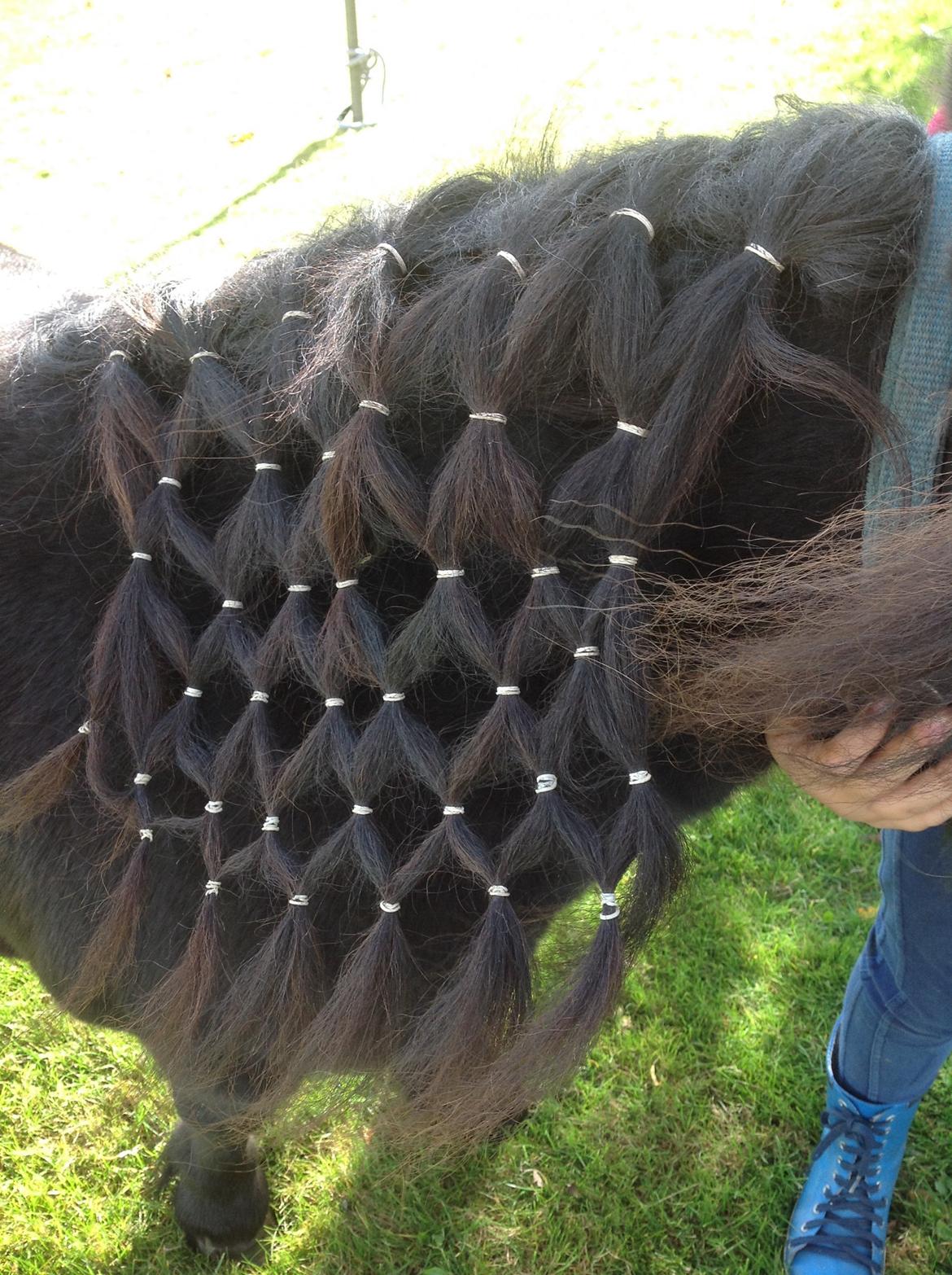 Shetlænder Søgaardens Rock<3 - har lige fået sat håret<3 billede 10