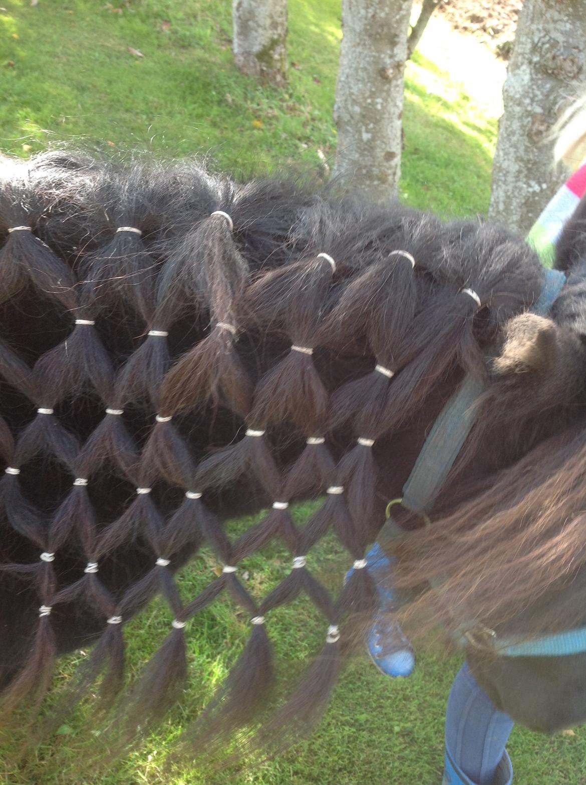 Shetlænder Søgaardens Rock<3 billede 11