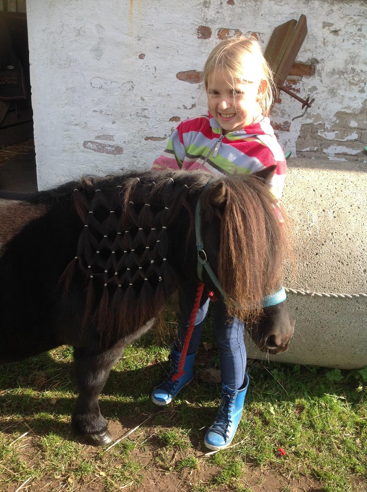 Shetlænder Søgaardens Rock<3 - er jeg ikke fin?;D billede 12