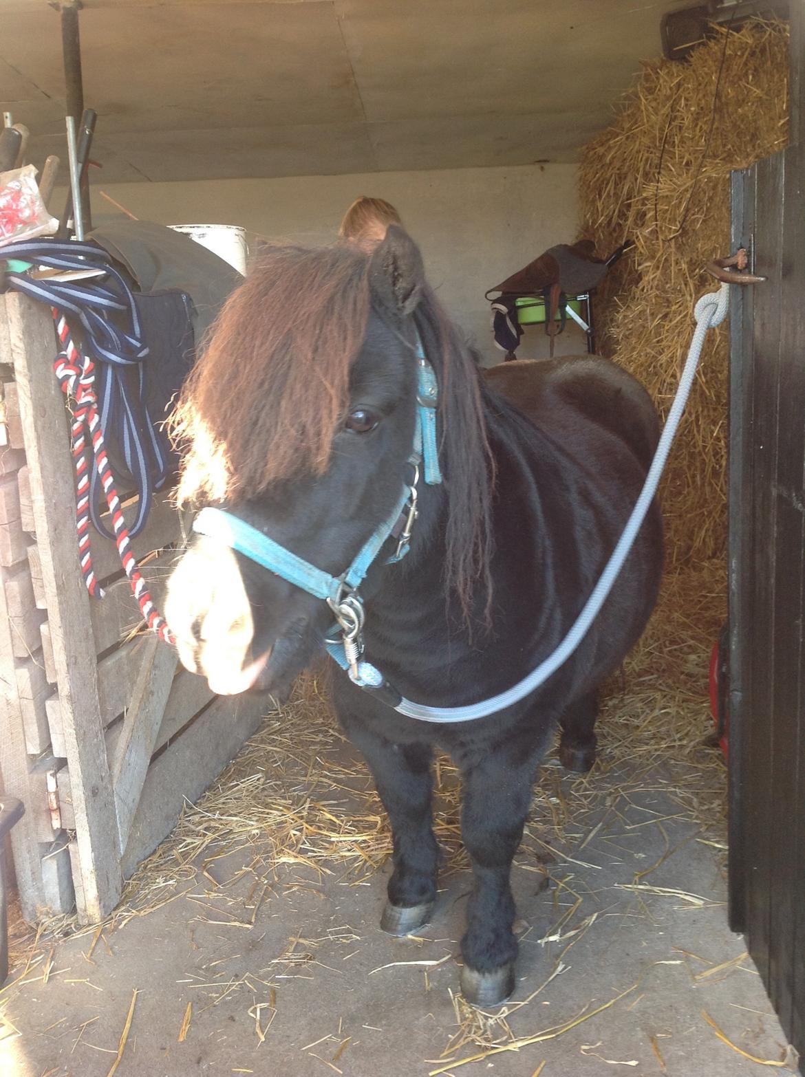 Shetlænder Søgaardens Rock<3 - mig på staldgangen;) billede 14