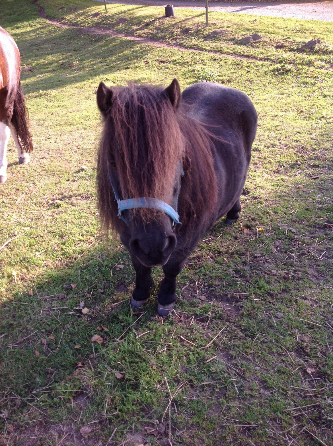 Shetlænder Søgaardens Rock<3 - smid gerne en kommetar<3 billede 16