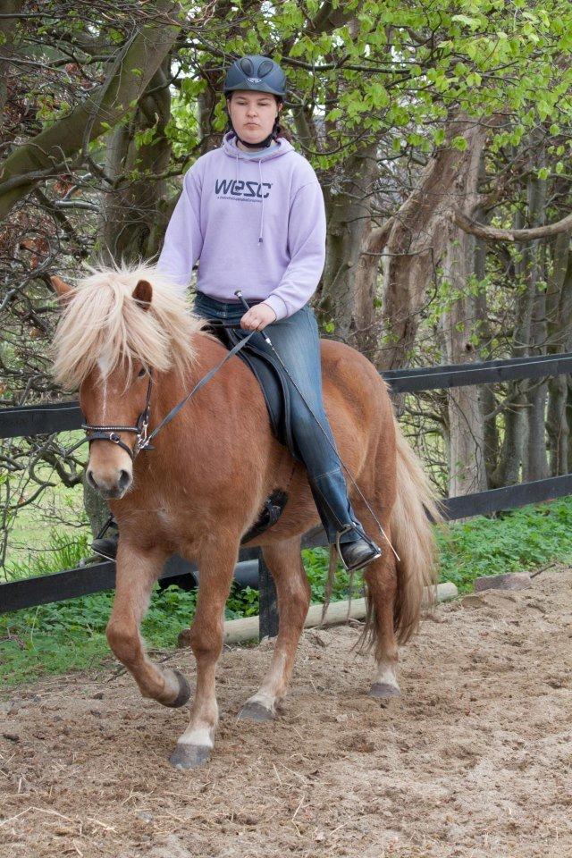 Islænder Stjarni fra Ragnarok - Kursus med Katrine Bruun Nielsen billede 17