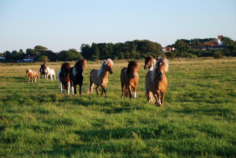 Islænder Stjarni fra Ragnarok - Sommerfold 2013 billede 15