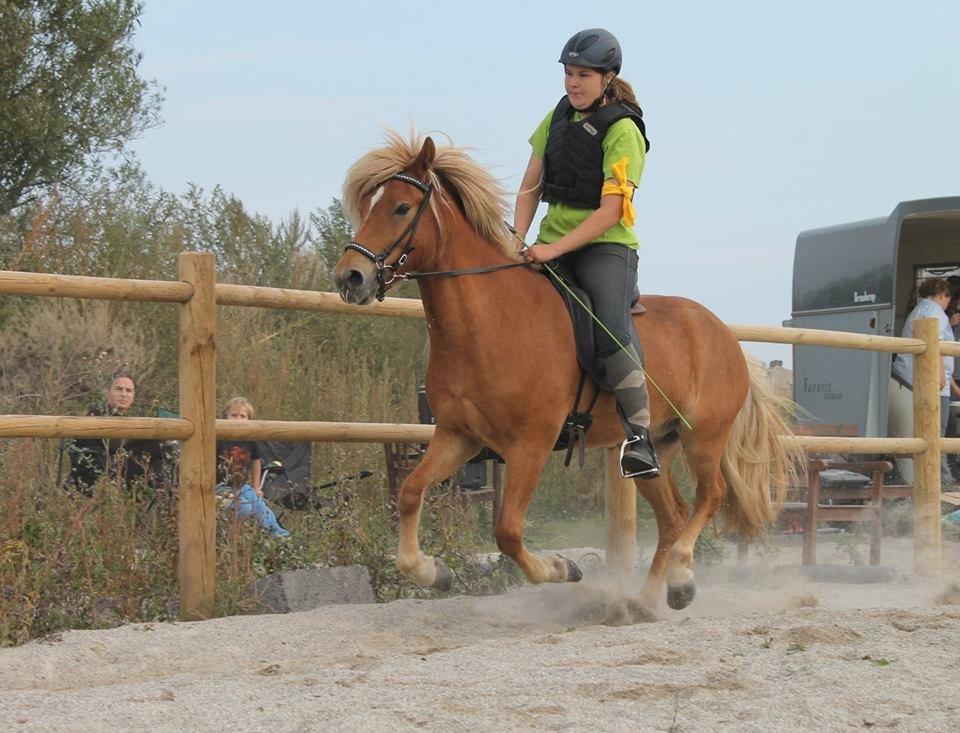 Islænder Stjarni fra Ragnarok - Galop til første stævne. billede 18